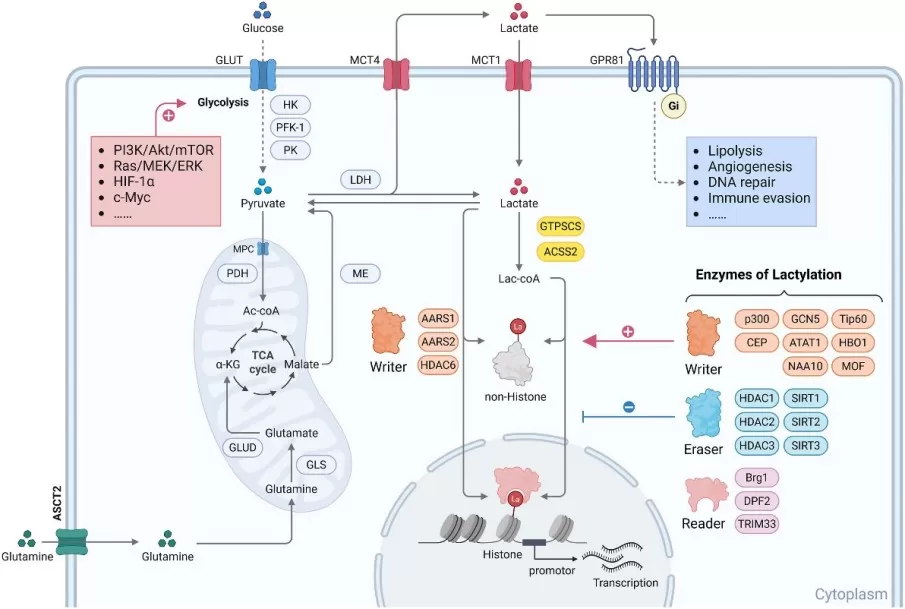 Overview of L-lactate metabolism and L-lactylation